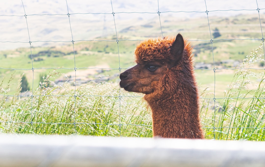 AI Safety Guardrails, Alignment & Jailbreak Defense: Llama Guard, Epistemic Uncertainty, and Adversarial Red-Teaming - Featured Image